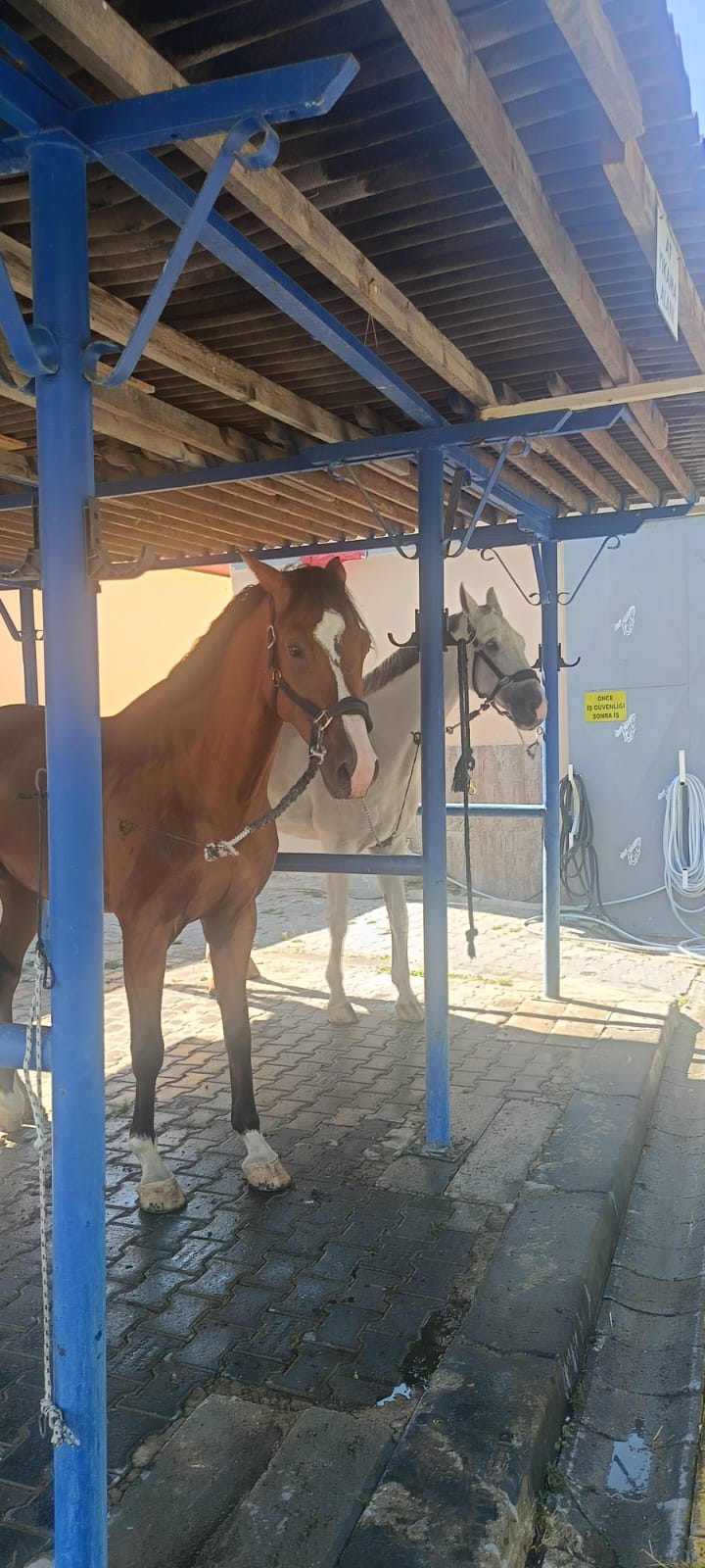 ahal teke pony kulübünden gelen pansiyoner atlar