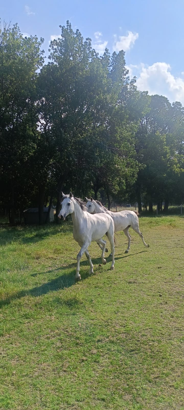ahal teke pony kulübünden gelen pansiyoner atlar