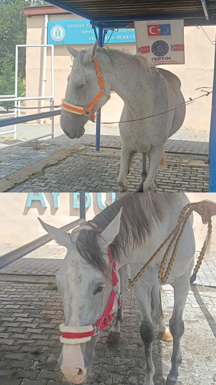 pansiyon ve eğitim hizmeti almak için gelen atlar adana