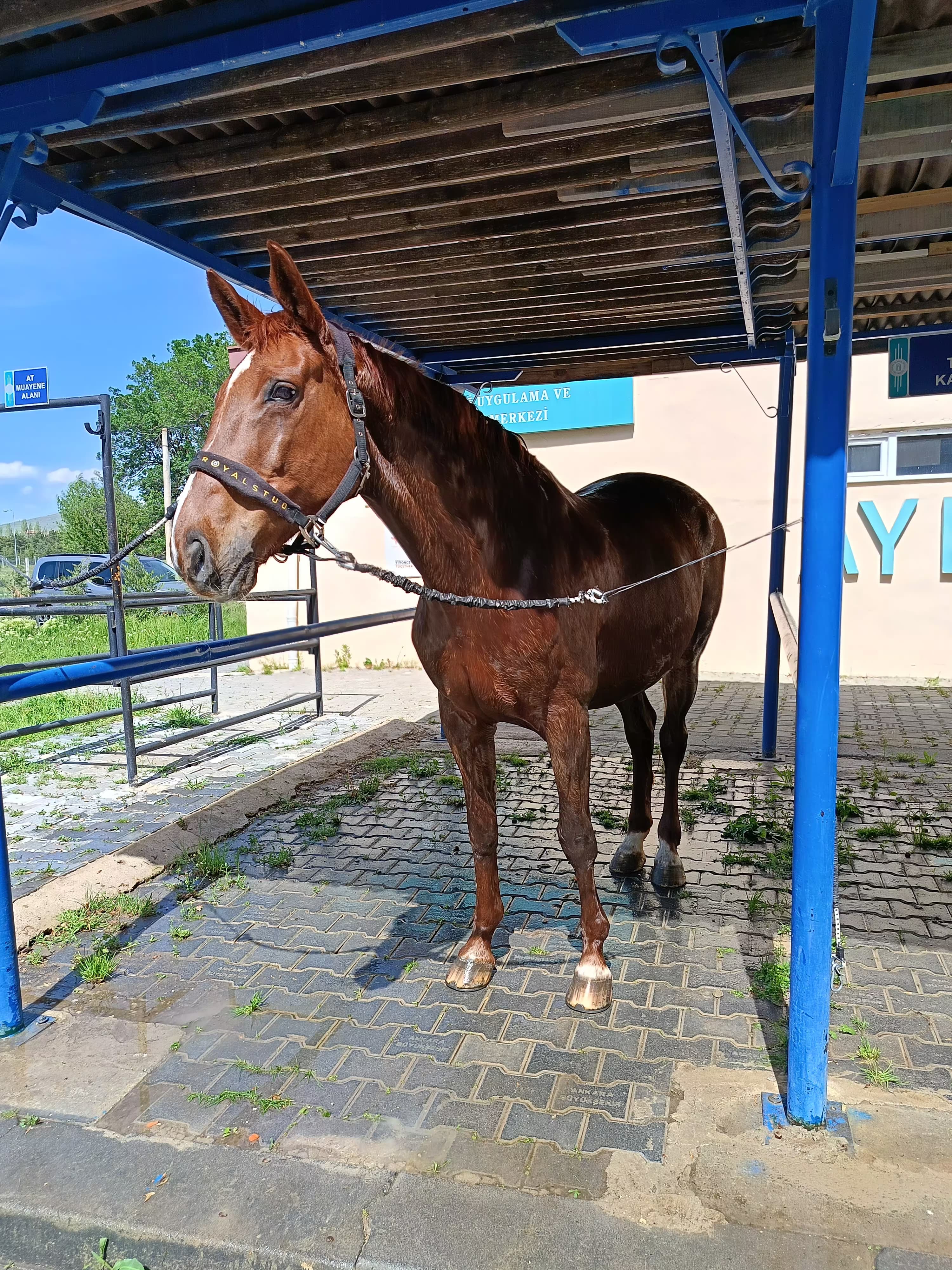 Hippoterapi Merkezimize Charlett 21 İsimli At Pansiyoner Olarak Geldi