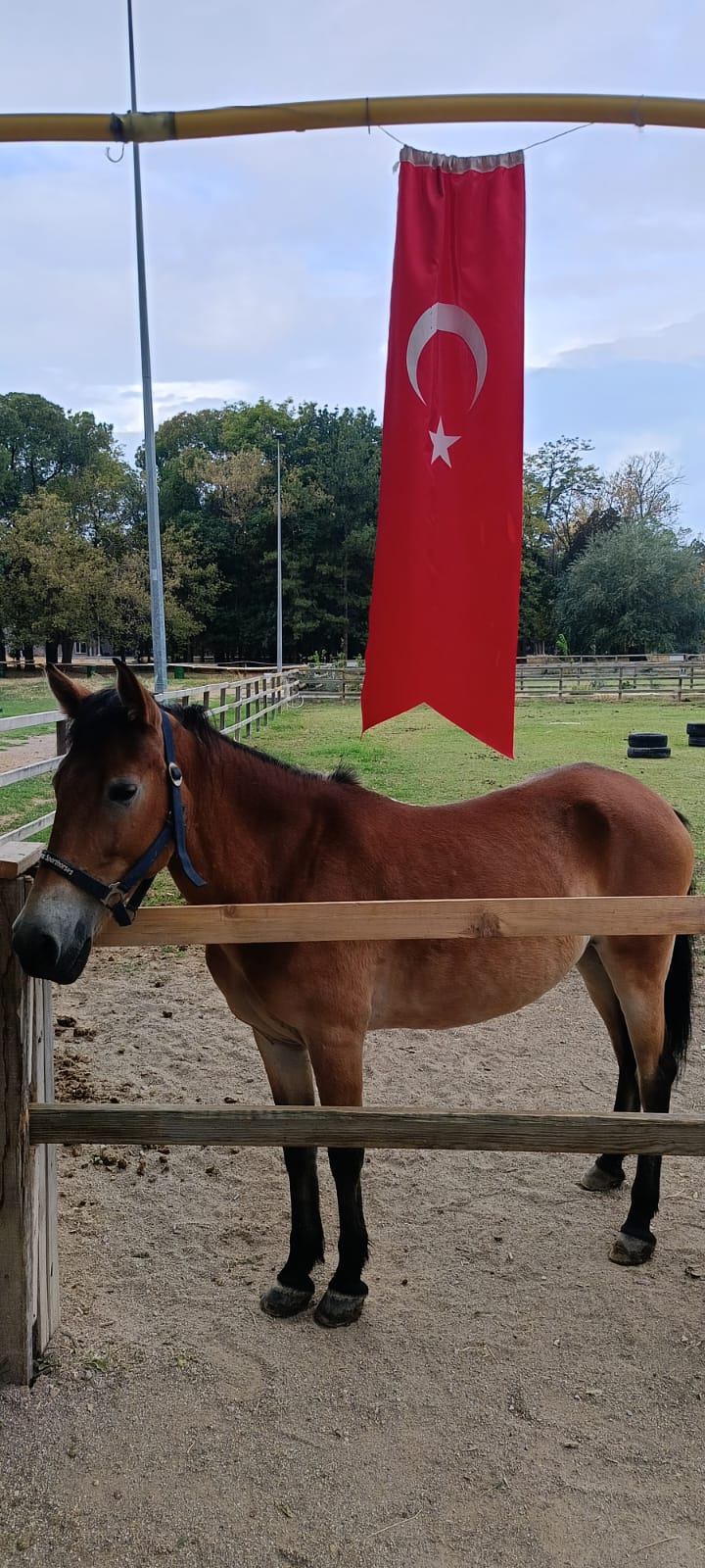 Engelli Bireylerimizin Eğitiminde Kullanılmak Üzere Sunset İsimli Atımız Merkezimize Geldi.