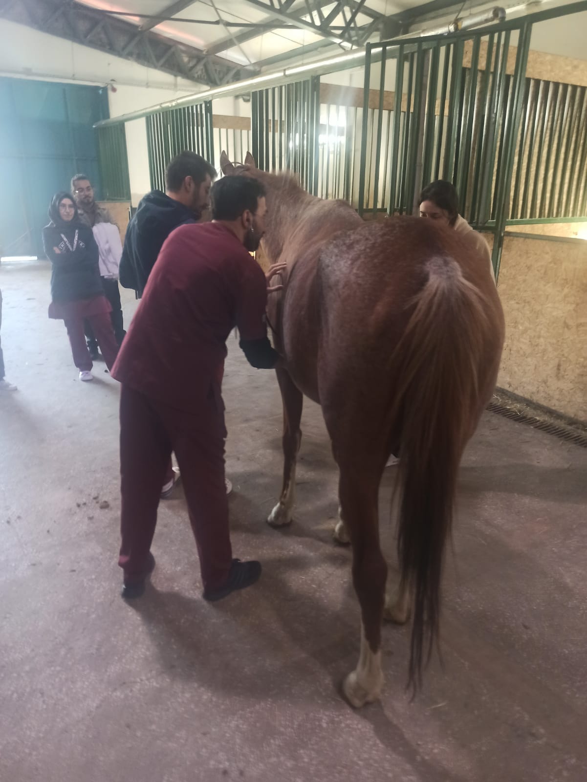 ATLARIMIZ SAĞLIK KONTROLLERİ YAPILDI