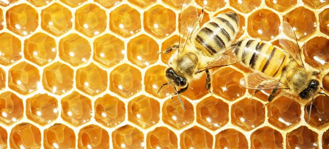 apiterapi Uygulamaları