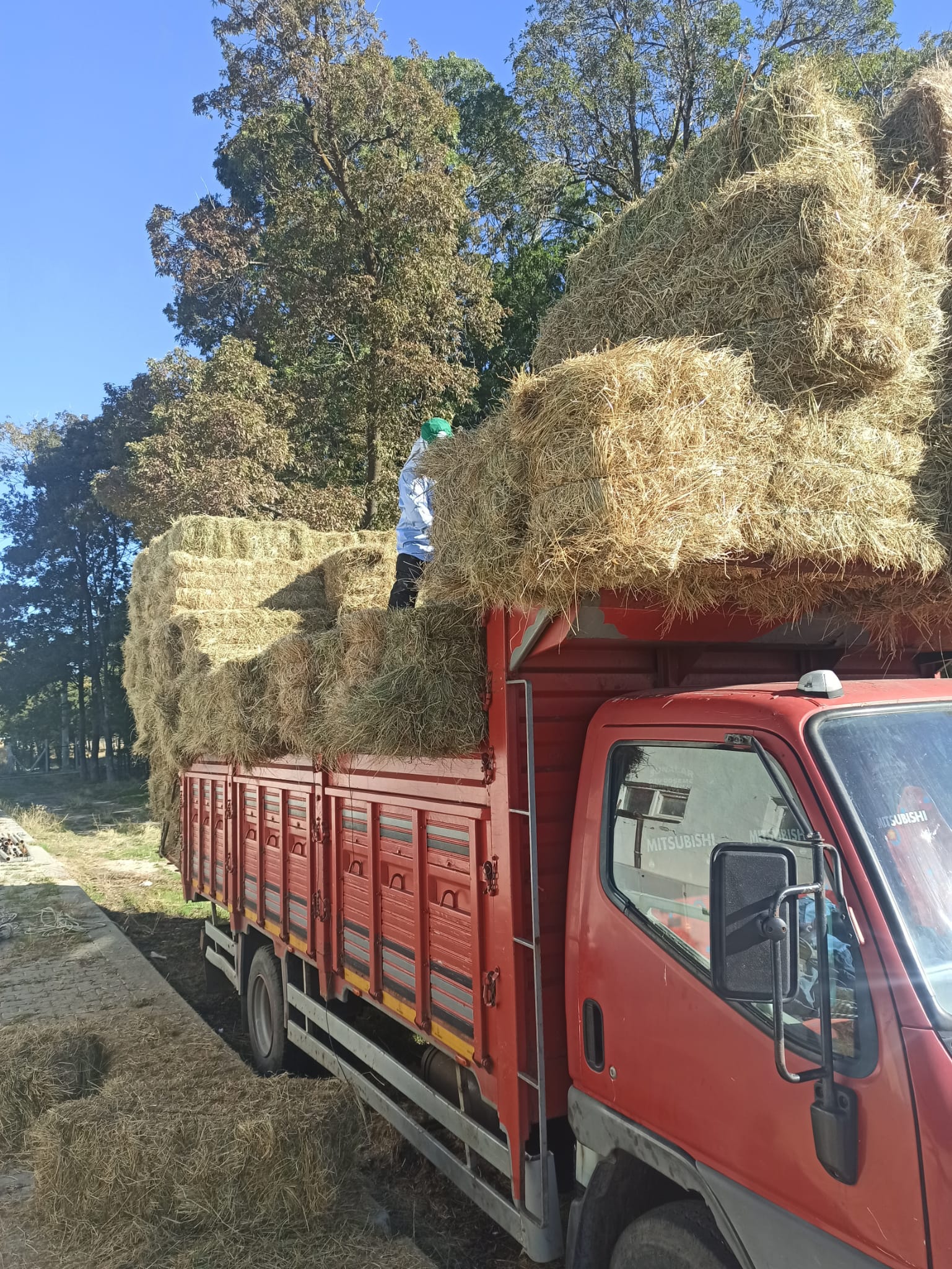 ATLARIMIZIN BESLENME İHTİYACLARI İÇİN OT VE ALTLIK SAP ALIMI