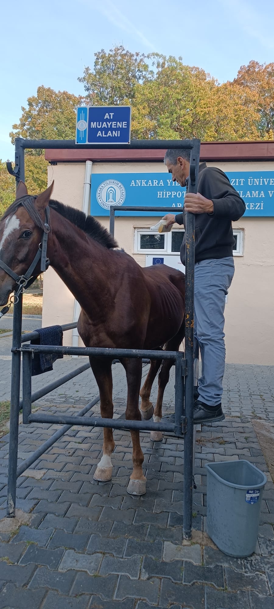 Atlarımızın Sağlığı İçin Kene İlacı Yapıldı