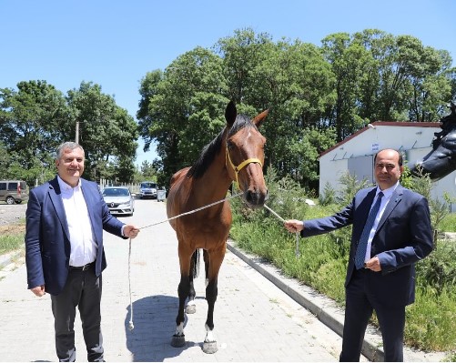 Çubuk Belediye Başkanı ve Rektör Yardımcımız Hippoterapi Merkezimize Ziyaret Gerçekleştirdi