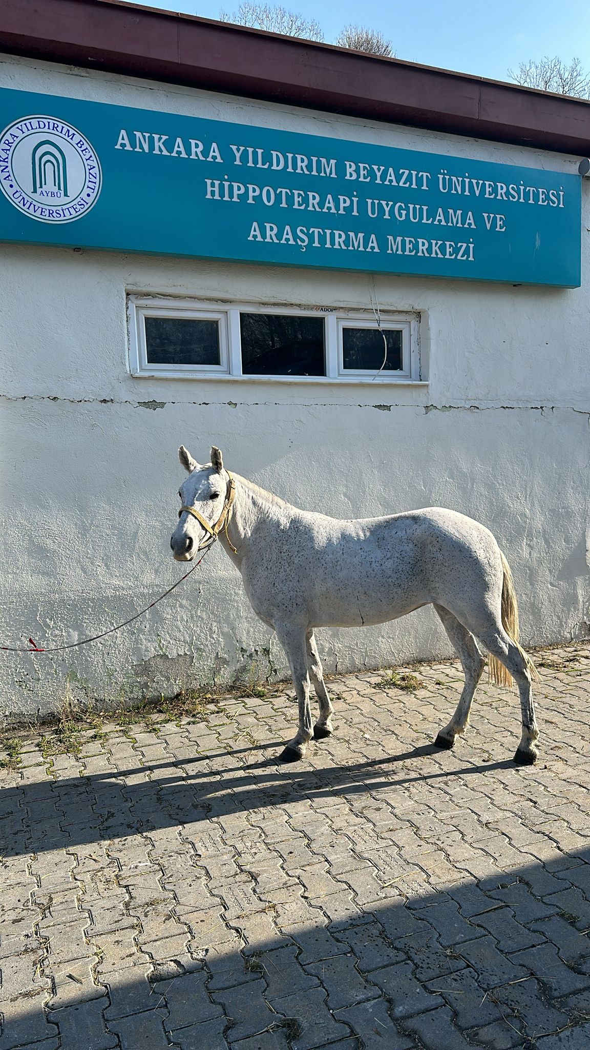 HİPPOTERAPİ ATIMIZ TARÇIN KIRPMA BAKIMI YAPILDI 