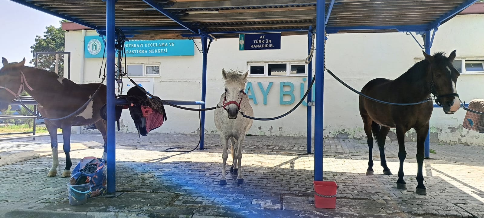 Atlarımıza Kene Kontrolü