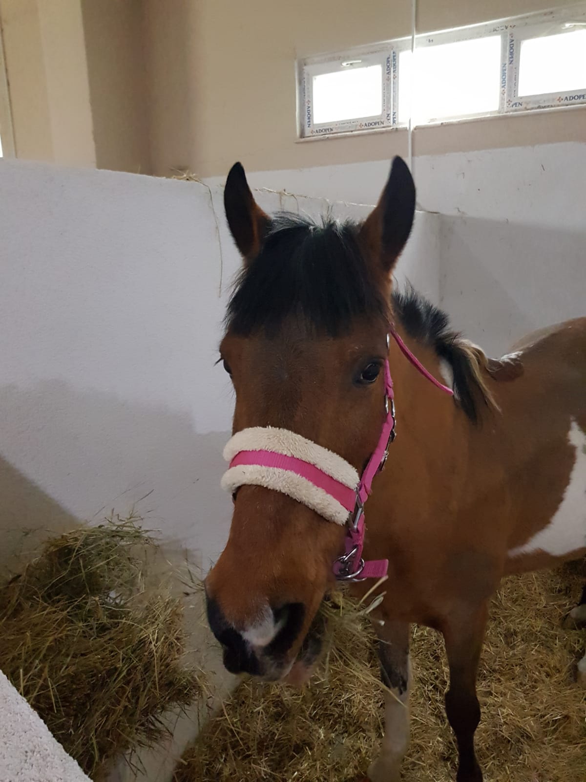 HİPPOTERAPİ MERKEZİMİZE MİLKA İSİMLİ AT PANSİYONER OLARAK GELDİ