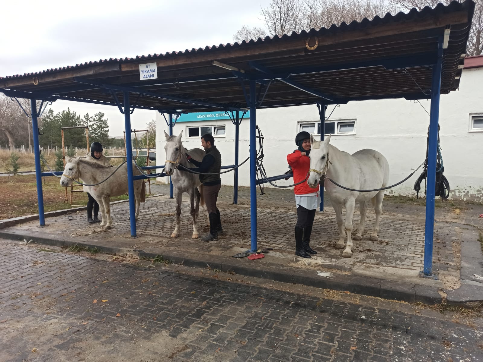 ATLARIMIZA DERS ÖNCESİ BAKIM 