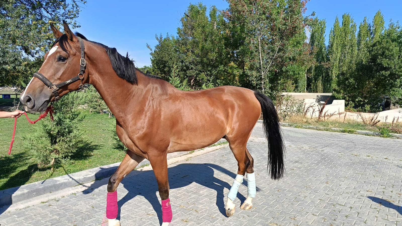 Hippoterapi Merkezimize Vigo İsimli At Pansiyoner Olarak Geldi