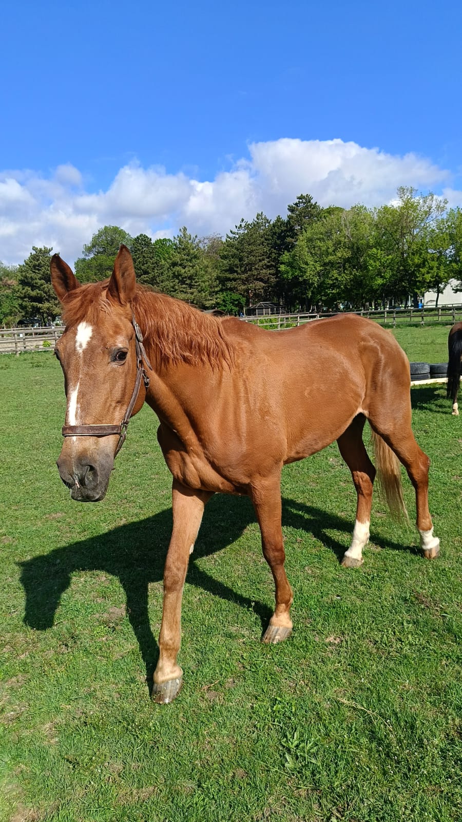 Merkezimizin Yeni Atı ASYA 