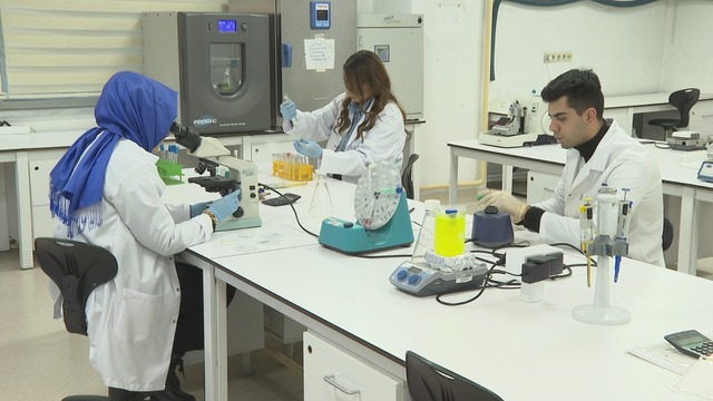  Denizşakayığından ışık enerjisi üretildi!