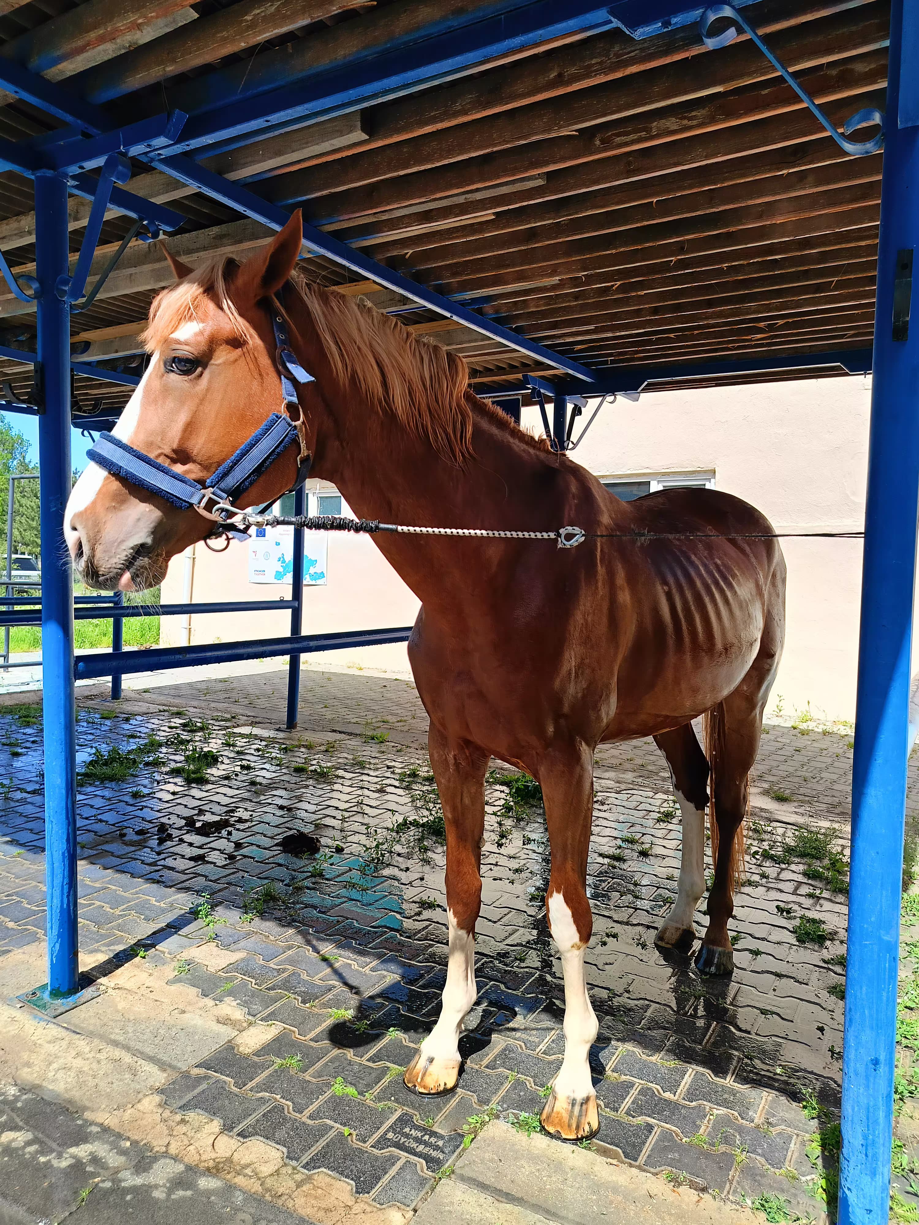 Hippoterapi Merkezimize Elvis İsimli At Pansiyoner Olarak Geldi