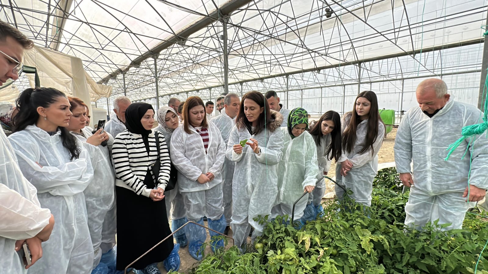 Sürdürülebilir Tarım için Çubuk Domatesi Yetiştiricilik Eğitimi 