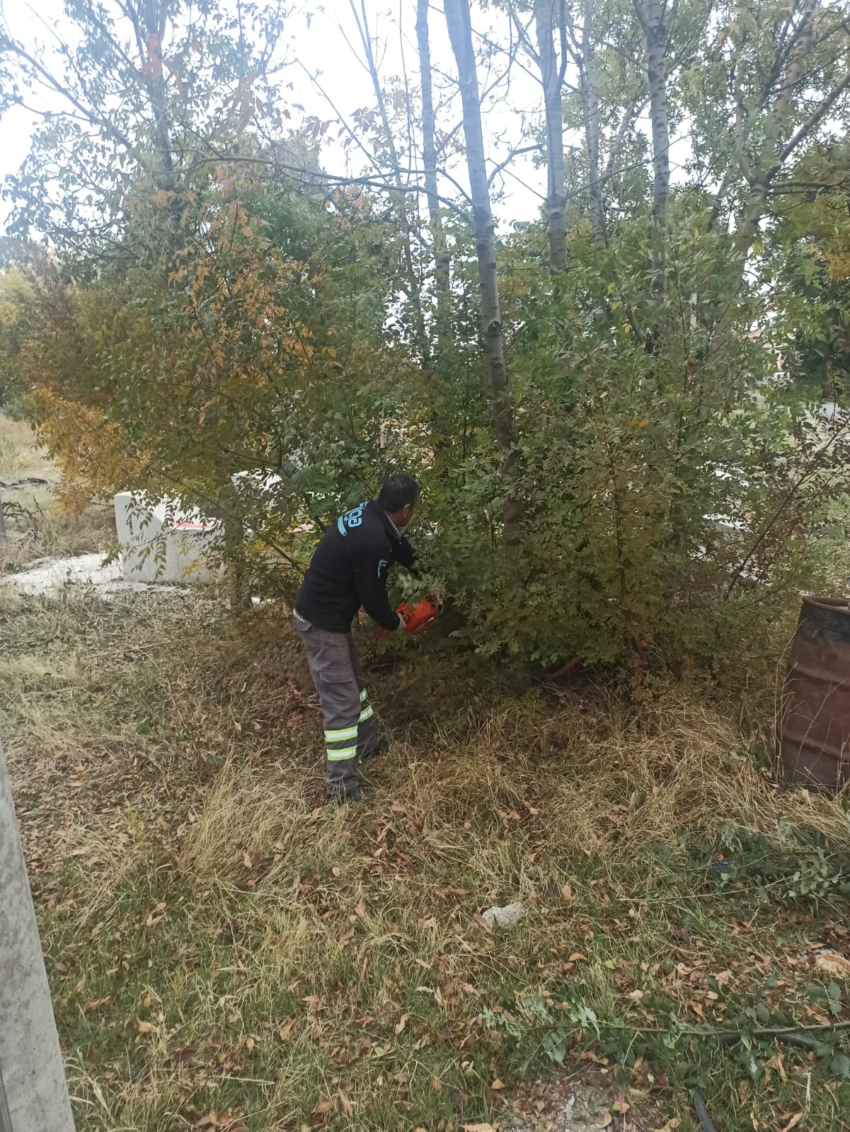 MERKEZİMİZ SORUMLULUĞUNDA BULUNAN AĞAÇLARIN BAKIMI YAPILDI