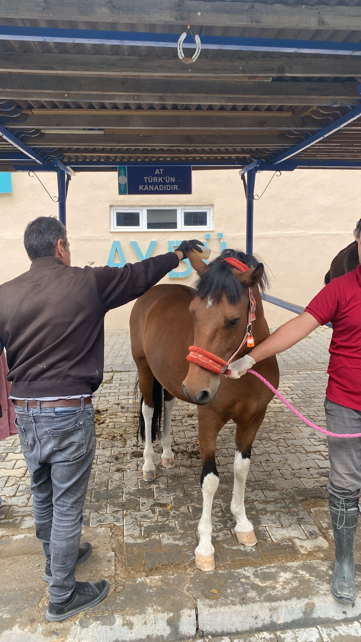 Merkezimizdeki Atlara  Kene İlaçlaması Yapıldı.