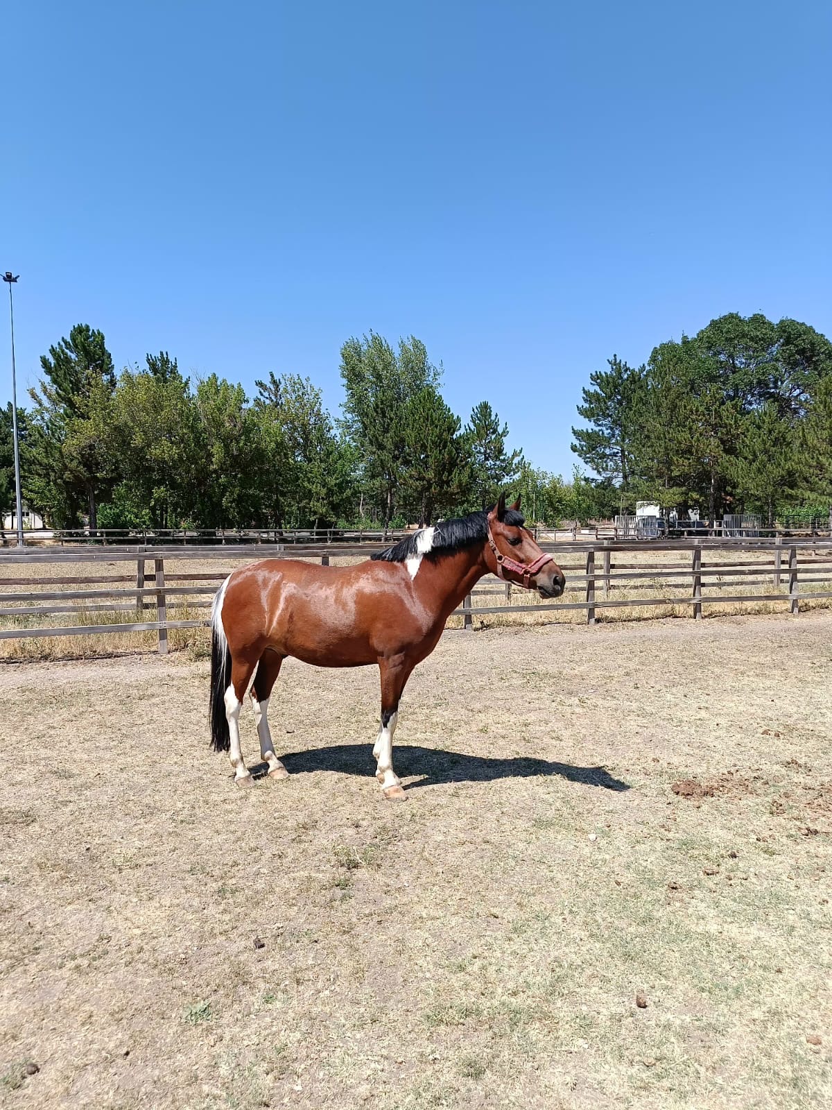 Hippoterapi Merkezimize Colourful İsimli At Pansiyoner Olarak Geldi