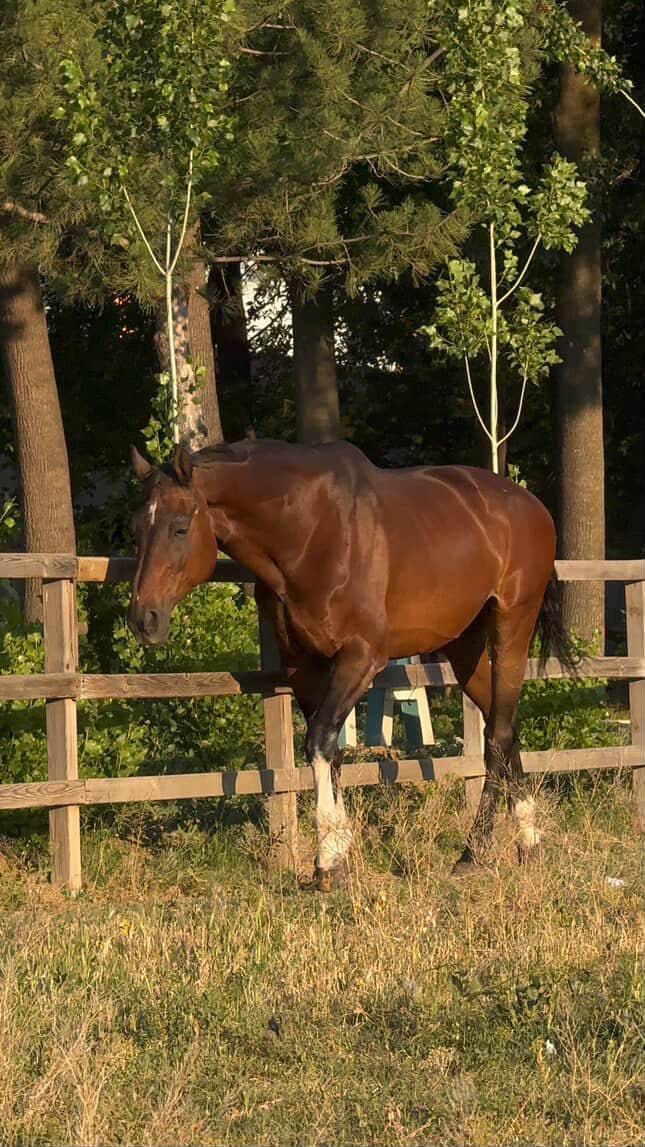 Hippoterapi Merkezimize Accorda İsimli At Pansiyoner Olarak Geldi